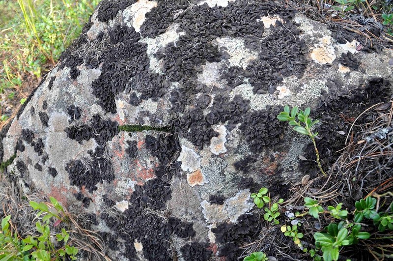 Skin Lichen photo 5