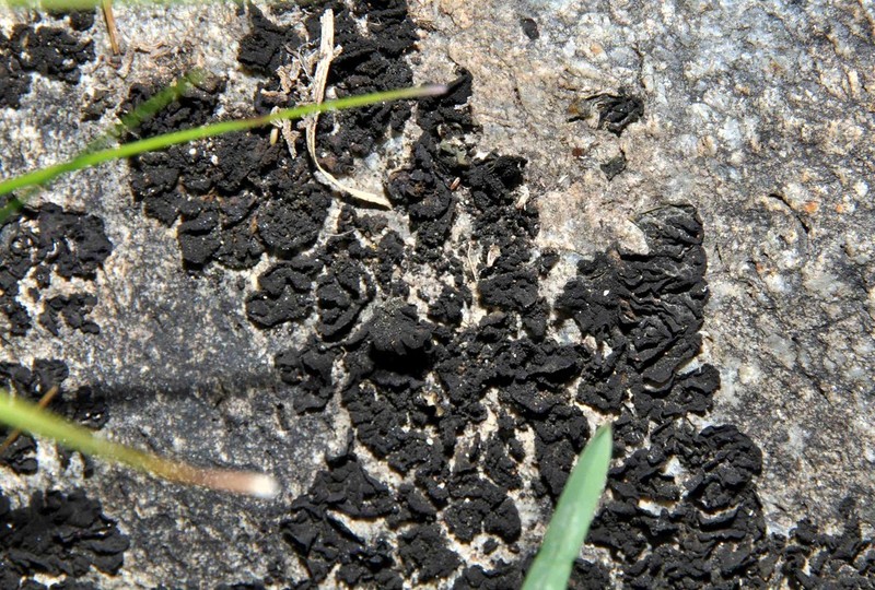 Skin Lichen photo 6