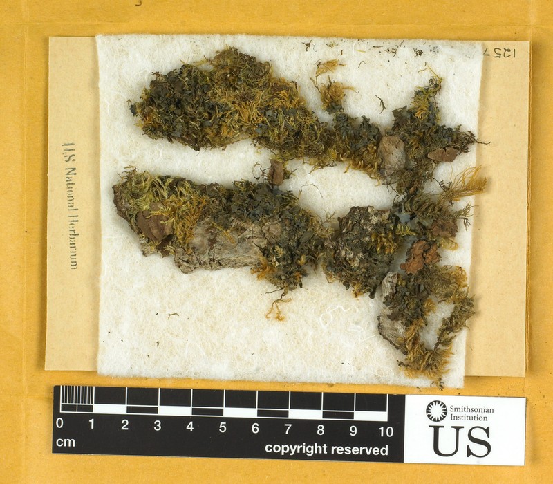 Leptogium polycarpum