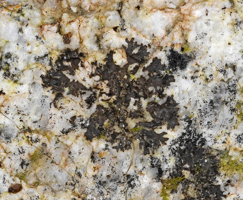 Skin Lichen