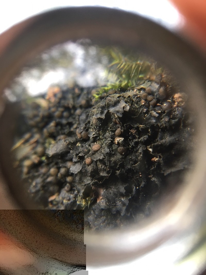 Skin Lichen