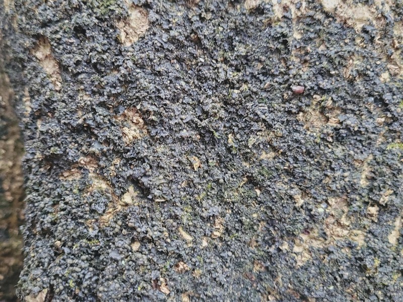 Skin Lichen photo 2