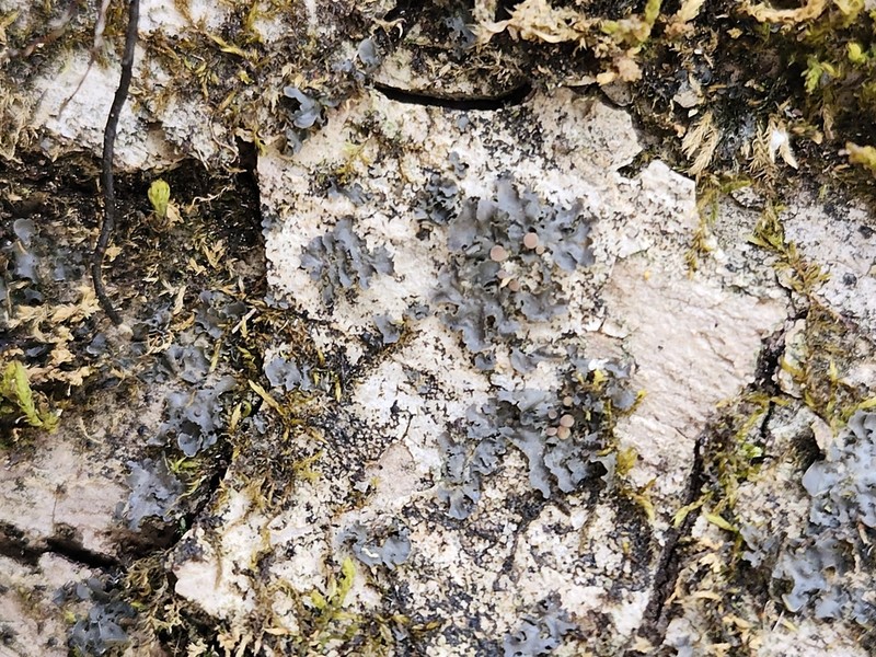 Skin Lichen photo 3