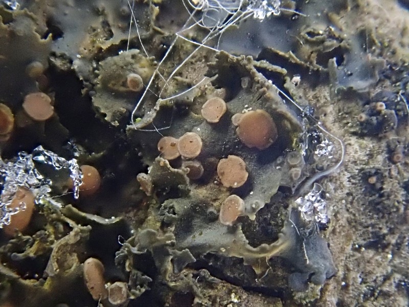 Skin Lichen photo 4