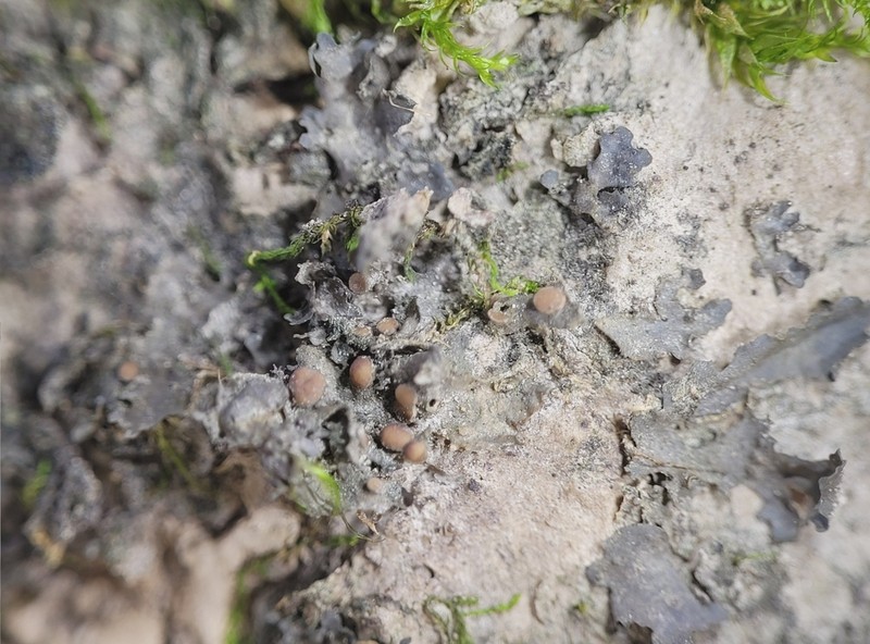 Skin Lichen photo 5