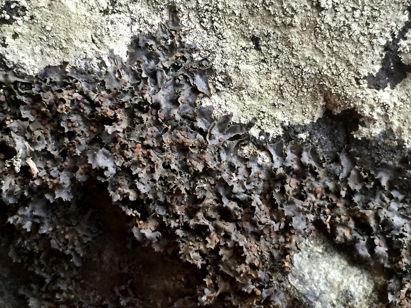 Skin Lichen photo 6