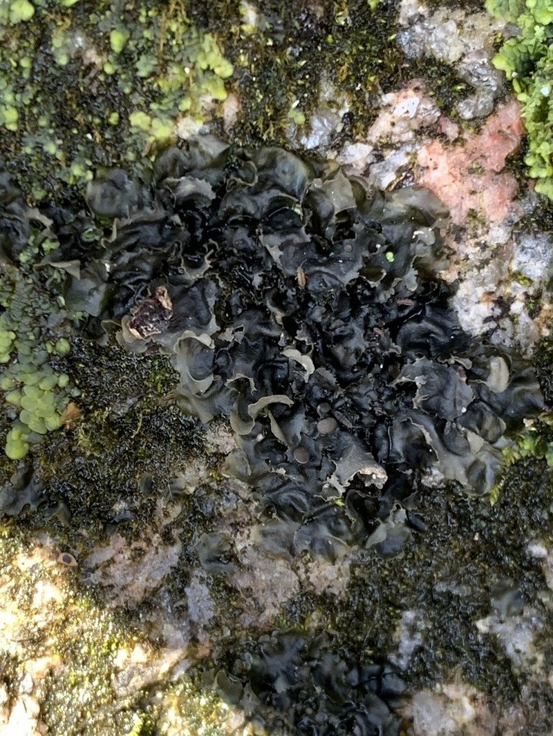 Skin Lichen photo 7