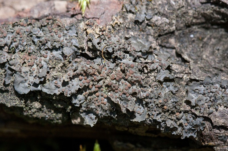 Skin Lichen photo 8