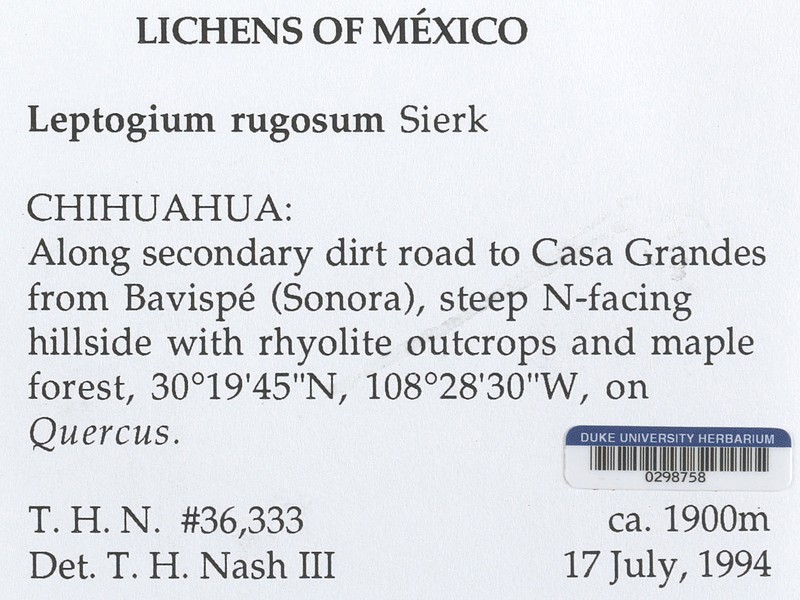 Rugose Skin Lichen photo 2