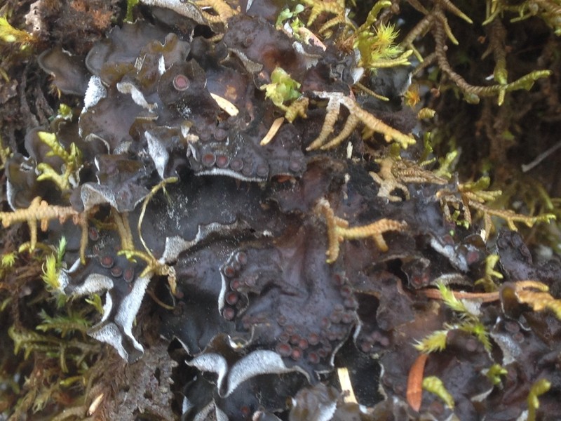 Saturn Skin Lichen