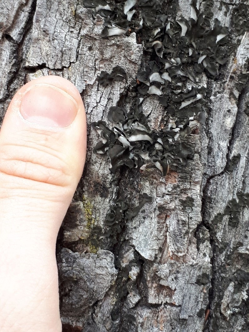 Saturn Skin Lichen photo 2