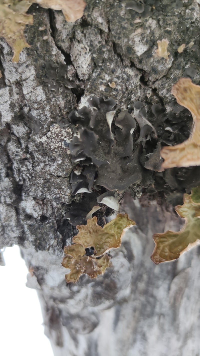 Saturn Skin Lichen photo 3