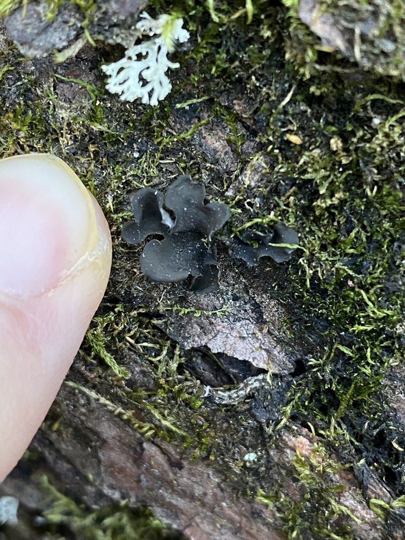 Saturn Skin Lichen photo 4