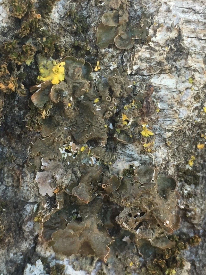 Saturn Skin Lichen photo 5