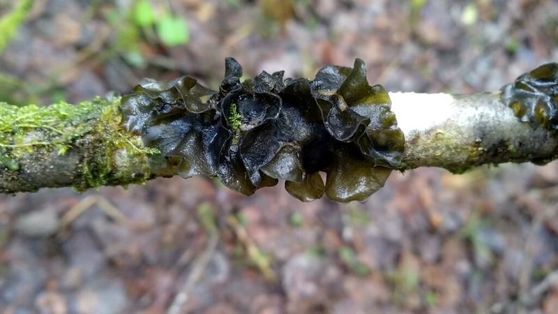 Saturn Skin Lichen photo 6