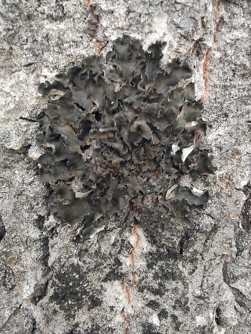 Saturn Skin Lichen photo 7