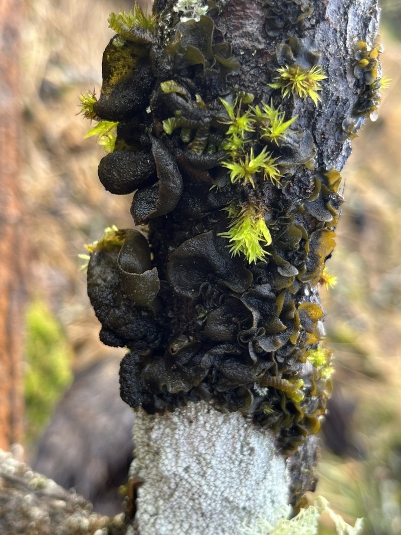 Saturn Skin Lichen photo 8