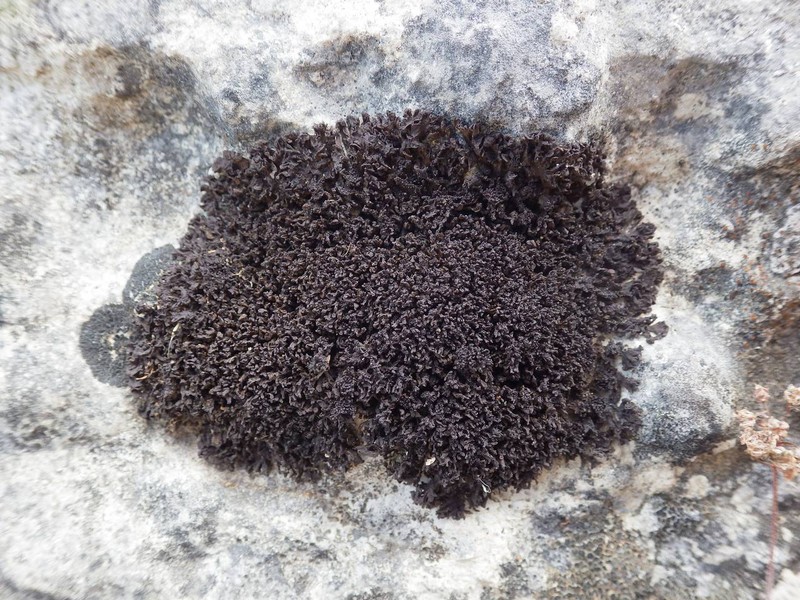 Leptogium schraderi