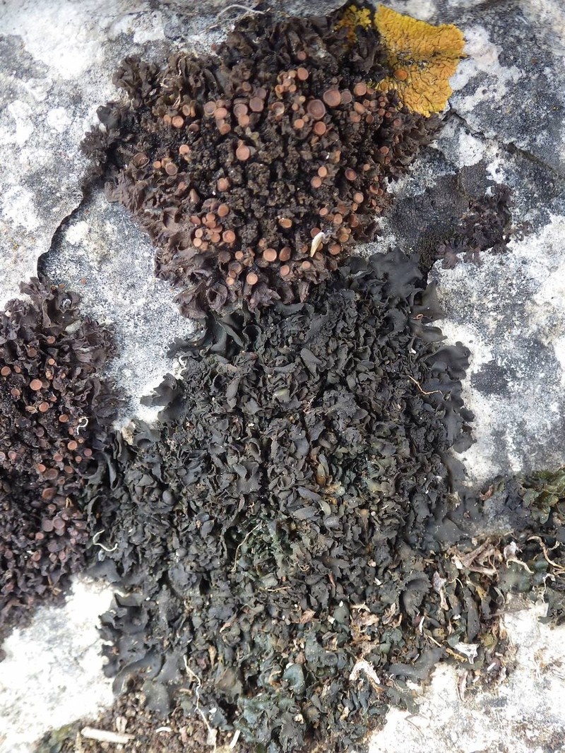 Leptogium schraderi photo 2