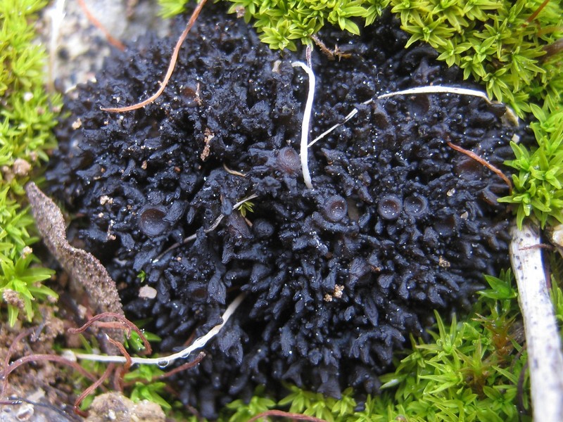 Leptogium schraderi photo 3