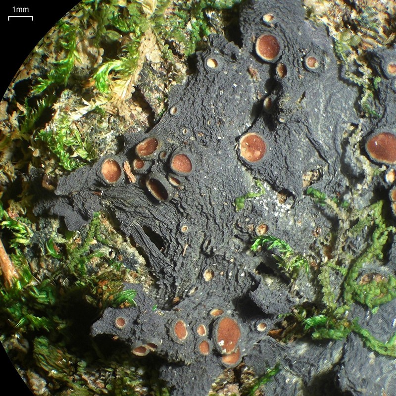 Sessile Skin Lichen