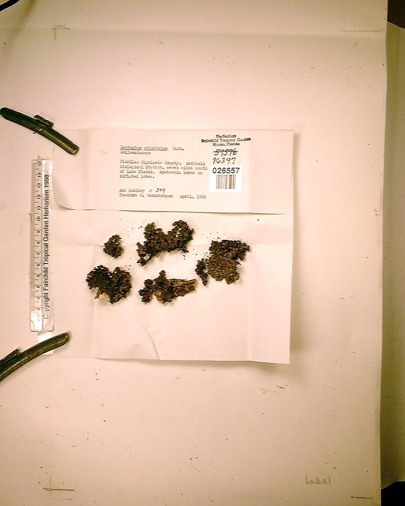 Stipitate Skin Lichen
