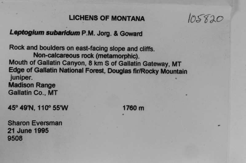 Leptogium subaridum