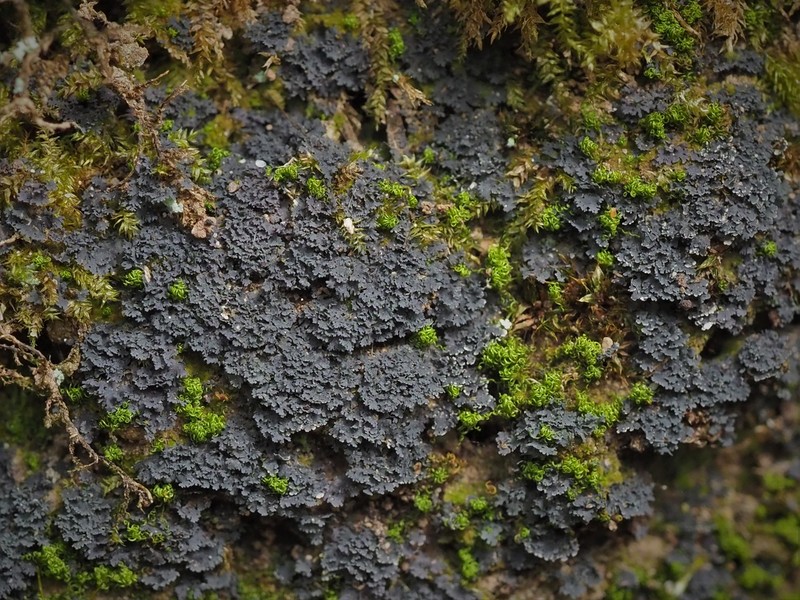 Leptogium subtile
