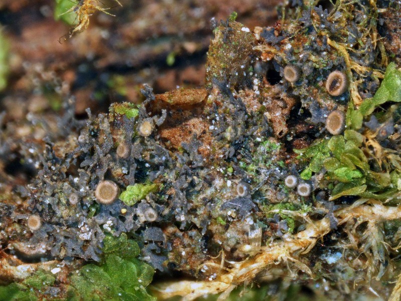 Leptogium subtile photo 2