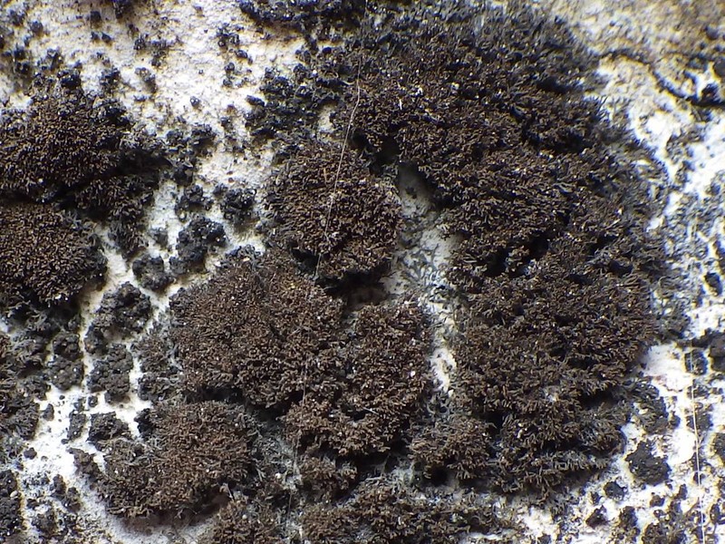 Terete Skin Lichen