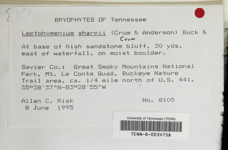 Sharp's Leptohymenium Moss