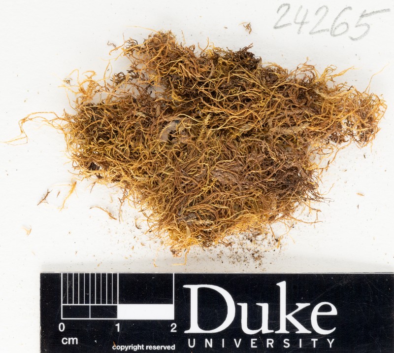Sharp's Leptohymenium Moss photo 4