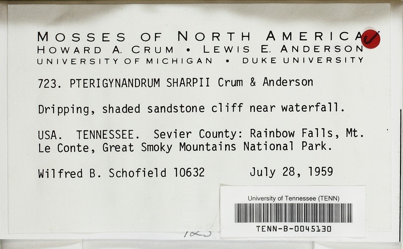 Sharp's Leptohymenium Moss photo 5
