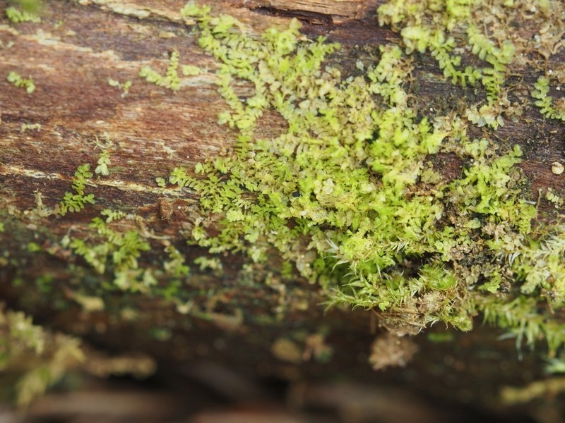 Leptolejeunea elliptica