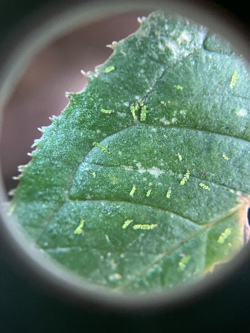 Leptolejeunea elliptica photo 2