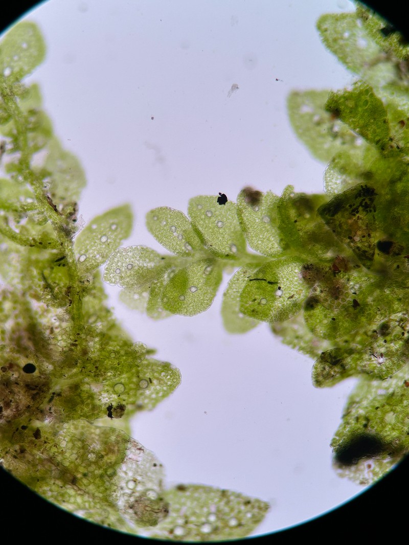 Leptolejeunea elliptica photo 4
