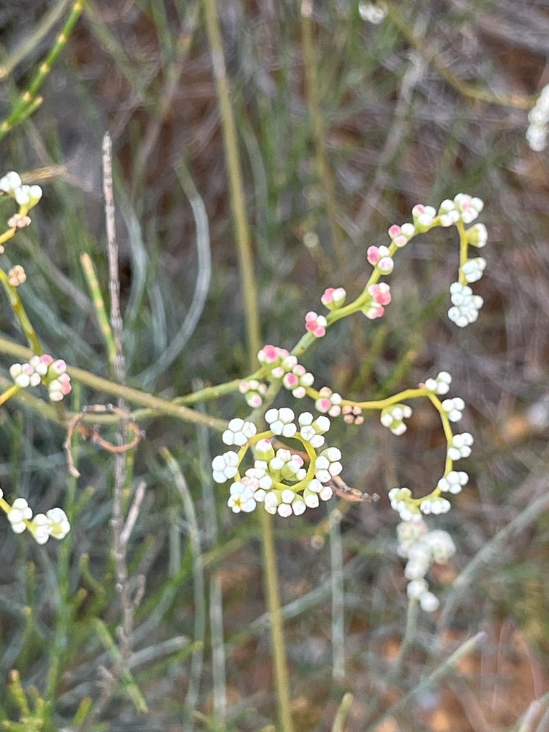 Leptomeria rubescens