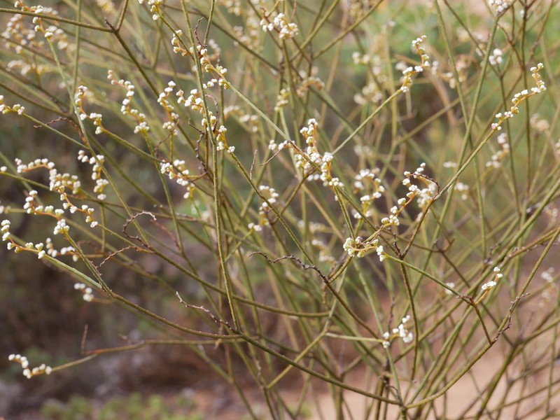 Leptomeria rubescens photo 3