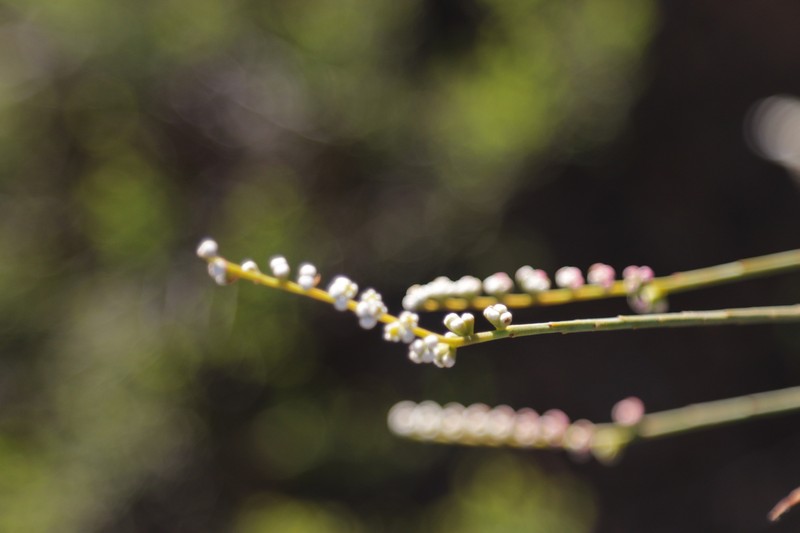 Leptomeria rubescens photo 5