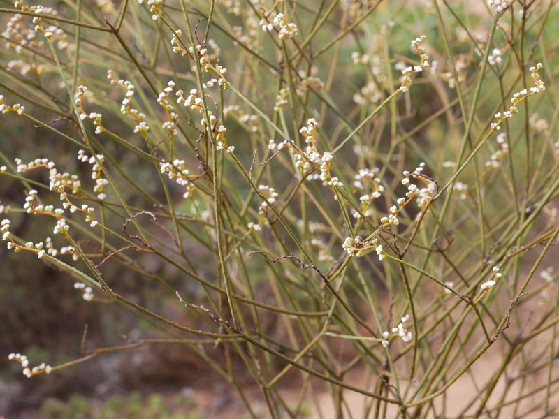 Leptomeria rubescens photo 6
