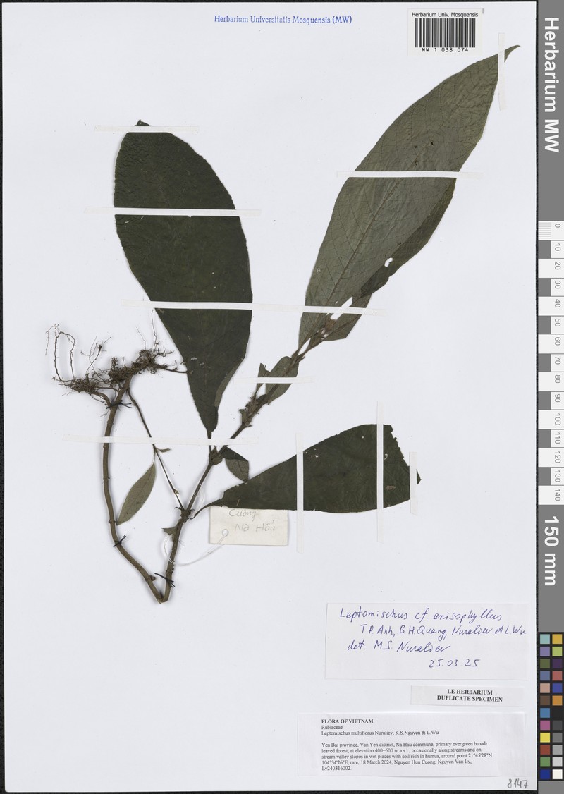 Leptomischus multiflorus
