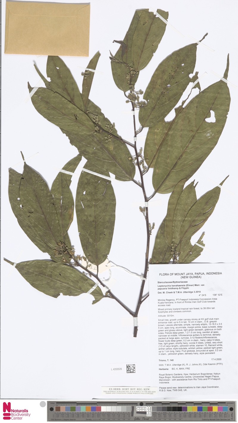 Leptonychia banahaensis var. banahaensis