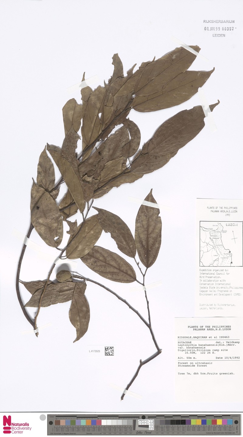 Leptonychia banahaensis var. banahaensis photo 2
