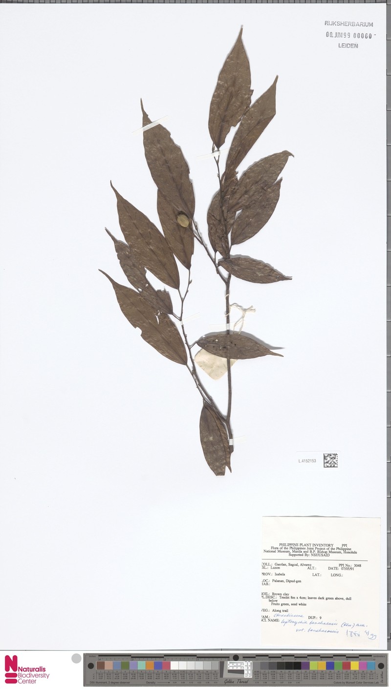 Leptonychia banahaensis var. banahaensis photo 3