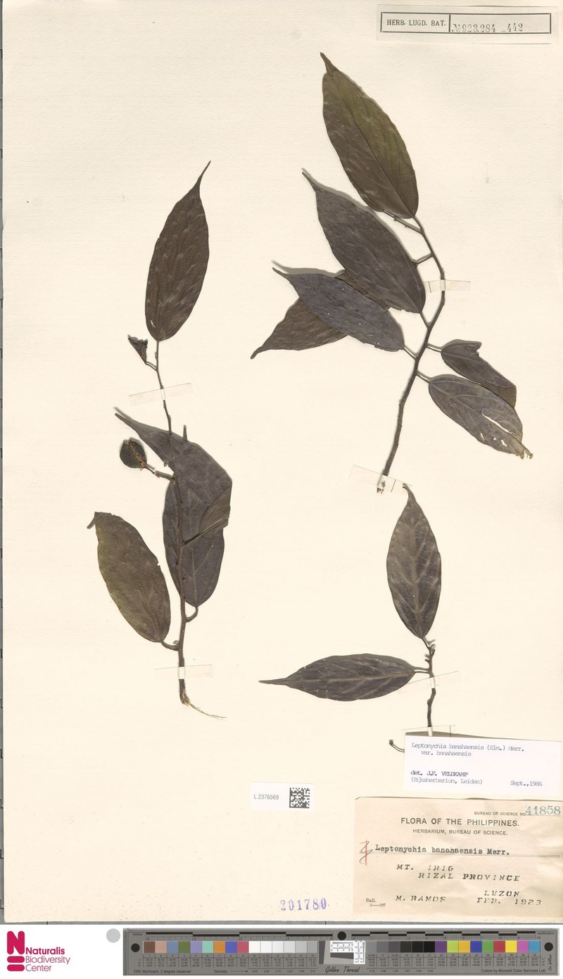 Leptonychia banahaensis var. banahaensis photo 4