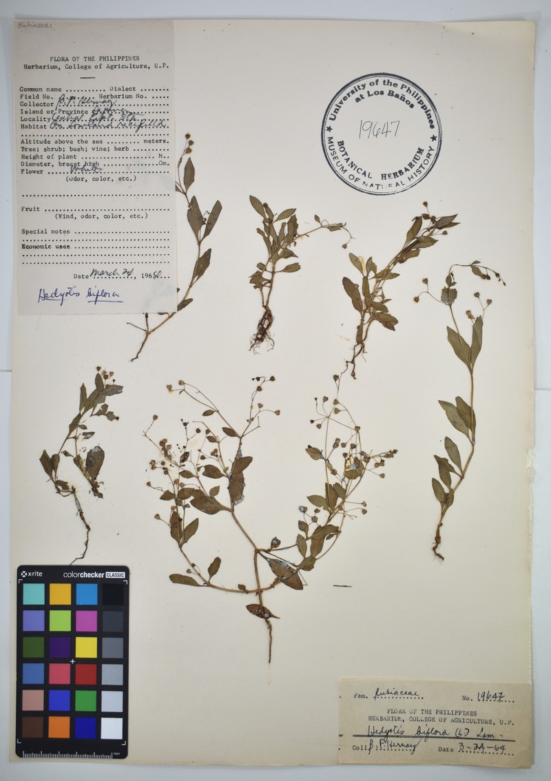 Oldenlandia biflora photo 4