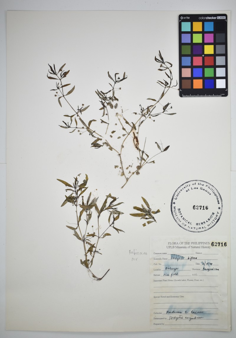 Oldenlandia biflora photo 5