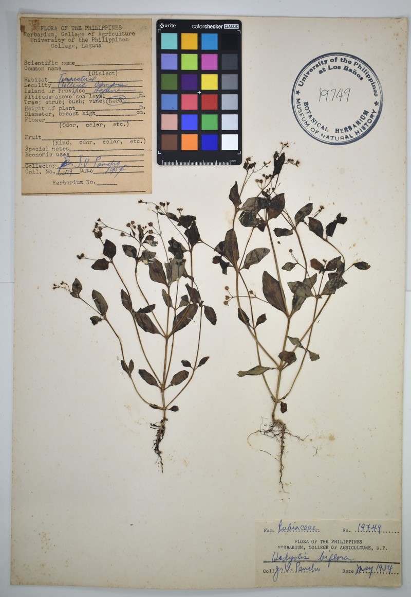 Oldenlandia biflora photo 6