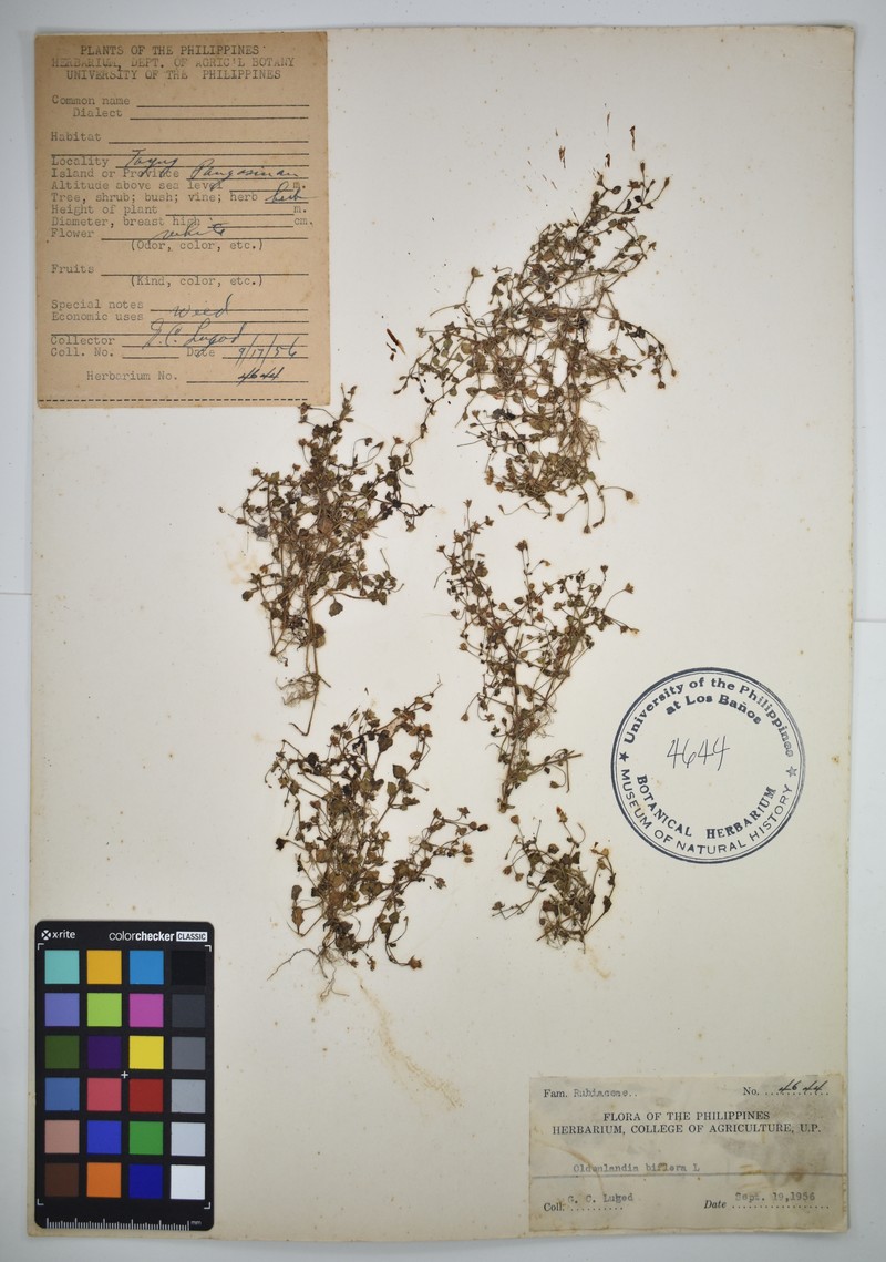Oldenlandia biflora photo 7