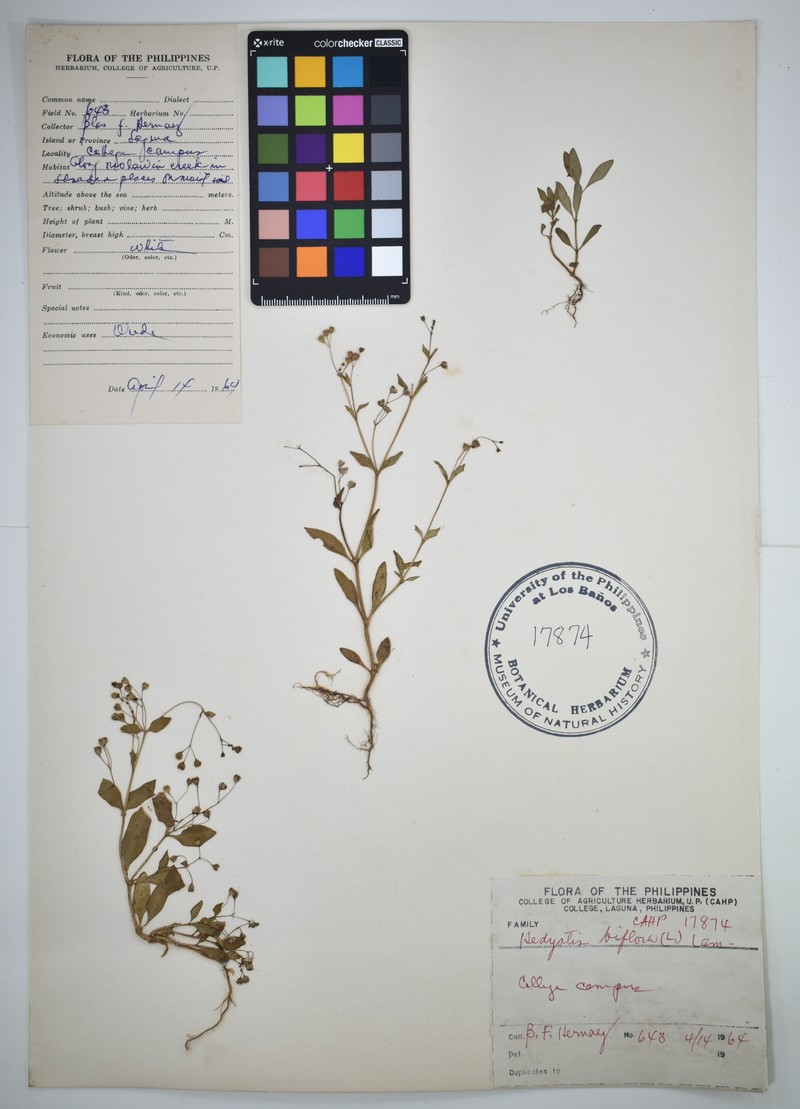 Oldenlandia biflora photo 8